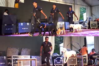 Idukki Dog Squad performance at Pinarayi govt anniversary celebration  first anniversary celebration of second Pinarayi government  ഡോളി സ്റ്റെഫി ലെയ്ക്ക ഇടുക്കി ശ്വാന സേന  കാഴ്‌ചക്കാർക്കിടയിൽ കൈയടി നേടി ഇടുക്കി ശ്വാന സേന  ഇടുക്കി ഡോഗ് സ്ക്വാഡ് പ്രകടനം  രണ്ടാം പിണറായി സർക്കാരിന്‍റെ ഒന്നാം വാർഷികാഘോഷം