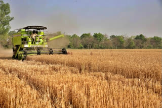 'No wheat shortage in India', government after export ban