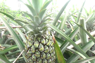 idukki pineapple farm  high range pineapple farm  ഹൈ റേഞ്ച് പൈനാപ്പിള്‍ കൃഷി