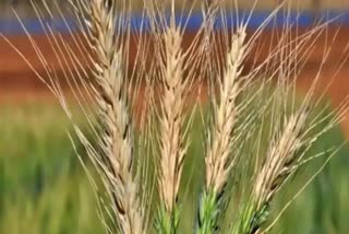 Wheat Exports Ban: G7 ଦେଶମାନଙ୍କ ସମାଲୋଚନା