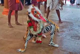 ಸಂಪನ್ನಗೊಂಡ ಕಾಪುವಿನ ಪಿಲಿಕೋಲ