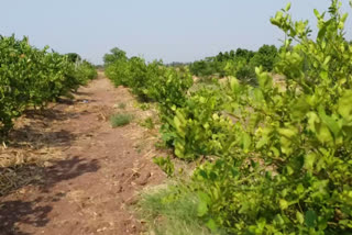 Punjab farmer adopts natural farming, sets example