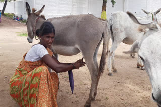 கழுதை பாலல் தினத்தோறும் ரூபாய்.400 வரை கூலி கிடைக்கிறது கழுதை பரபரிப்பாளர் தெரிவித்தார்