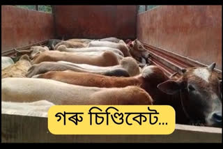 Cattle smuggling in Assam