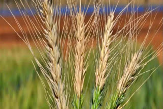 Centre has extended wheat procurement season till May 31 2022 says Piyush Goyal