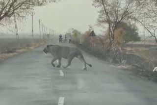 Five lions seen crossing the road