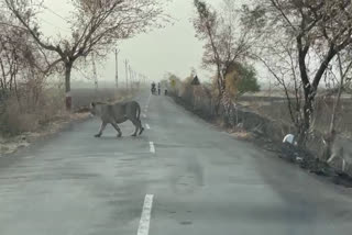 lions Came Out in search of Water in the Bruhad Gir  കൊടും ചൂടില്‍ കാടിറങ്ങി സിംഹങ്ങള്‍  ഗുജറാത്തില്‍ കൊടും ചൂട്  കാടിറങ്ങി സിംഹങ്ങള്‍