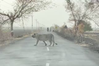 5 lions Came Out from forest in search of Water in gujurat