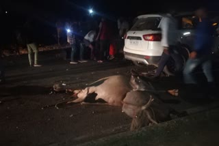 Careless of Car driver: 7 Buffalo died