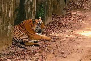 satpura tiger reserve