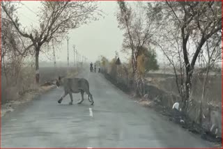 5 lions Came Out in search of Water in the Bruhad Gir Area Of Amreli, watch Video..