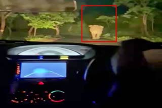 Lucky escape for car passengers from wild elephant in Chamarajanagar