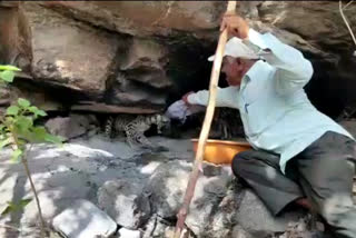 forest officials watered the thirsty leopard calves