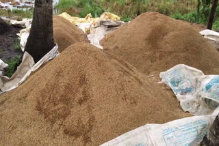 കനത്ത മഴയിൽ കർഷകർക്ക് ദുരിതം  kottayam heavy rain farmers in trouble  kottayam facing heavy rain  paddy fields are filled with water  kottayam paddy farmers in troble  കോട്ടയത്തെ കനത്ത മഴ കൊയ്‌ത് കൂട്ടിയ നെല്ല് നശിക്കുന്നു