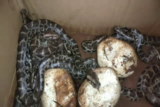 python incubate eggs  kasargod latest news  കാസർകോട് പെരുമ്പാമ്പ്  പെരുമ്പാമ്പിന് സംരക്ഷണമൊരുക്കി വനം വകുപ്പ്  അടയിരിക്കുന്ന പെരുമ്പാമ്പ്  ദേശിയപാത നിർമാണത്തിനിടയിൽ പെരുമ്പാമ്പ്