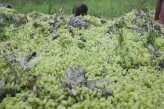 The man who came in the canter and poured more than 70 kg of grapes