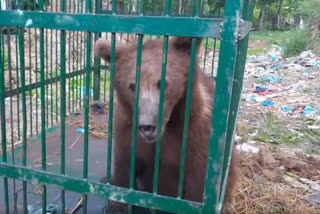 Bear was Caught in Kupwara