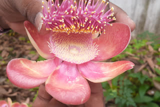 Nagamalli Flowers