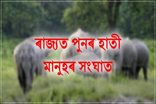 one-killed-in-wild-elephant-attack-at-baksa