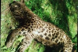 Leopard found dead in a Budgam Village