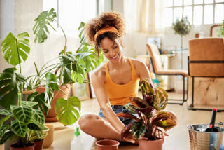 gardening tips, how to take care of plants in summer, summer plant care, indoor plant care, outdoor plant care, gardening tips for beginners, basic gardening tips