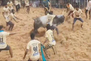 திருச்சி புனித லூர்து மாதா ஆலய திருவிழா முன்னிட்டு ஜல்லிக்கட்டு-முன்னாள் அமைச்சர் பங்கேற்பு