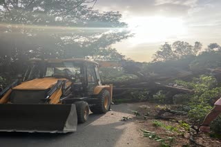 a tree fell on the tractor near DIT