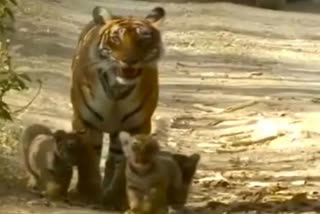 panna tiger reserve tiger captured in camera