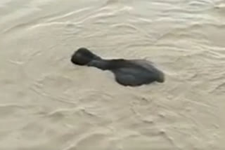 Assam : In a rare sight Elephant seen drowning in the flooded Kapili river