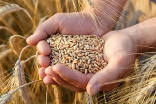 Wheat Prices Hit Record High After India Export Ban, China defends India over wheat export ban,  Wheat Prices rise in global, China support to India in Wheat export ban, India wheat export news, ಭಾರತದ ರಫ್ತು ನಿಷೇಧದ ನಂತರ ದಾಖಲೆ ಮಟ್ಟದಲ್ಲಿ ಏರಿಕೆ ಕಂಡ ಗೋಧಿ ಬೆಲೆ, ಗೋಧಿ ರಫ್ತು ನಿಷೇಧದ ಬಗ್ಗೆ ಭಾರತದ ಬೆನ್ನಿಗೆ ನಿಂತ ಚೀನಾ, ಜಾಗತಿಕವಾಗಿ ಗೋಧಿ ಬೆಲೆ ಏರಿಕೆ, ಗೋಧಿ ರಫ್ತು ನಿಷೇಧದಲ್ಲಿ ಭಾರತಕ್ಕೆ ಚೀನಾ ಬೆಂಬಲ, ಭಾರತ ಗೋಧಿ ರಫ್ತು ಸುದ್ದಿ,