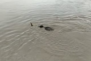 Assam flood Elephant drowned in Kapili river