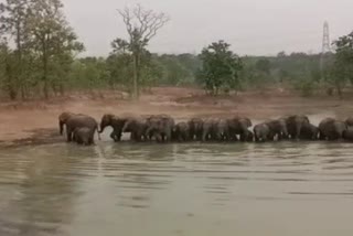 two families of elephants