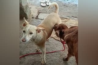 Dog feeding milk to calf