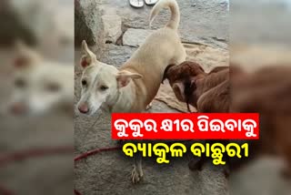 WATCH VIDEO: ମା' କ୍ଷୀର ପ୍ରତି ଅମଙ୍ଗ ବାଛୁରୀ, କୁକୁରଠୁ କରୁଛି ସ୍ତନ୍ୟପାନ