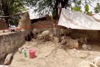 Unknown animal killed sheeps in Dig