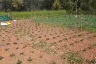 Farmers of Deoghar