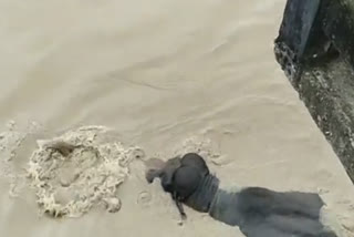 assam-in-a-rare-sight-elephant-seen-drowning-in-the-flooded-kapili-river