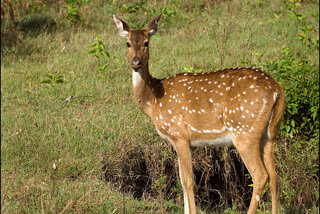 Enter Keyword here.. वनविभाग की लापरवाही से गई जान  कवर्धा में मादा हिरण की मौत  वन परिक्षेत्र के बदराडीह गांव में हिरण की मौत  Death of deer in Badradih village of forest range