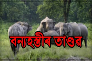 man-elephant-conflict-in-bokajan