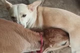 dog feeds calf video