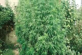 Muchipara Ganja plant