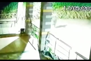 CCTV footage of a tiger attacking a dog is out  നായയെ പുലി ആക്രമിക്കുന്നതിന്‍റെ സിസിടിവി ദൃശ്യങ്ങള്‍ പുറത്ത്  പുള്ളിപുലി ആക്രമണം  നായയെ പുലി കടിച്ച് കൊന്നു