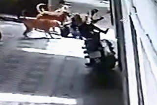 School-going student severely injured after street-dogs attack