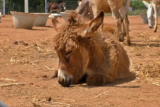 First Donkey Farm in Tamilnadu  First Donkey Farm in Tamilnadu Rs 7000 per liter  Donkey Palace  ബാബുവിന്‍റെ കഴുതപ്പാല്‍ വില്‍പ്പന  ബാബുവിന്‍റെ കഴുത ഫാം  തമിഴ്നാട്ടിലെ കഴുതപ്പാല്‍