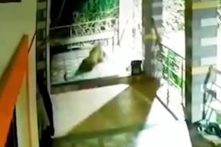 Pet dog attacked in Pune leopard caught on CCTV