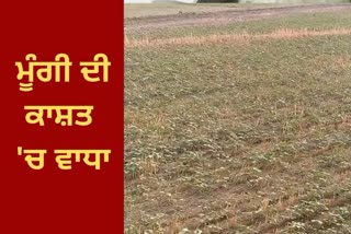 Farmers cultivate cereals in 97 thousands acres after cm bhagwant mann promise to msp