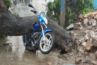 tree-fall-on-bike-after-heavy-rain-in-muddebihala