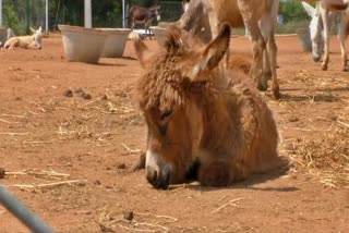 first donkey farm in tamilnadu rs 7000 per liter