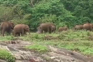 കഞ്ചിക്കോട് കാട്ടാനക്കൂട്ടമിറങ്ങി  കഞ്ചിക്കോട് ഐഐടി കാട്ടാനക്കൂട്ടം  പാലക്കാട് കാട്ടാനക്കൂട്ടം കൃഷി നശിപ്പിച്ചു  palakkad wild elephants  herd of wild elephants spot at kanjikode  kanjikode iit herd of wild elephants