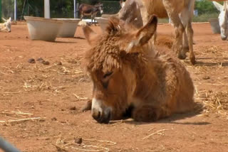 For the first time in Tamil Nadu a donkey farm has been started by graduate youth in Tirunelveli